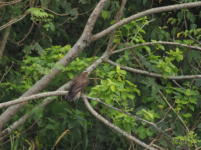 TVo,Grey-faced Buzzard