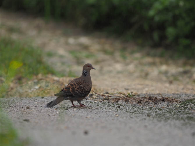 ELELWog,Oriental Turtle Dove