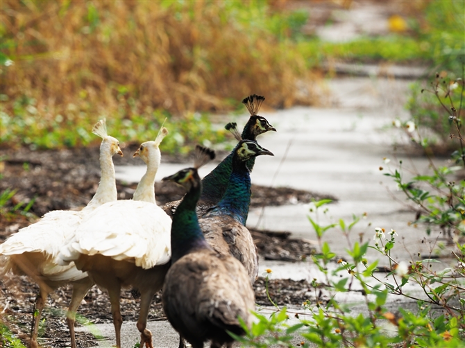 ChNWN,Indian peafowl 