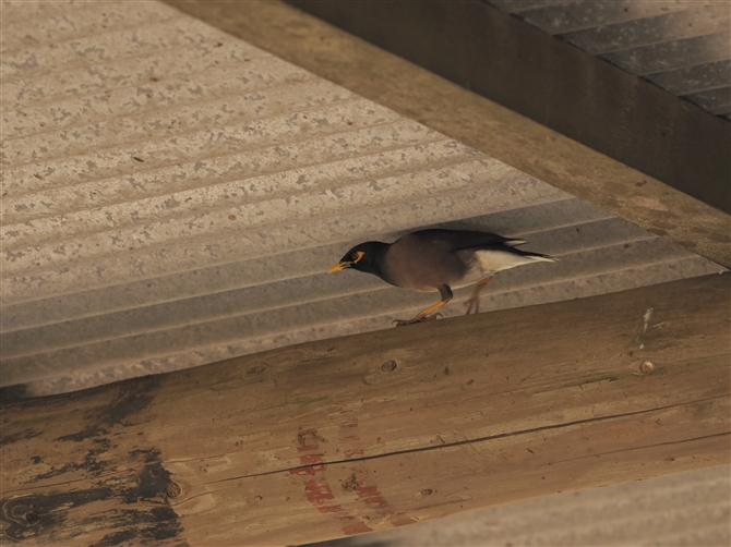 ChnbJ,Indian Myna