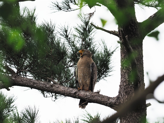 JV,Cresteed Serpent Eagle