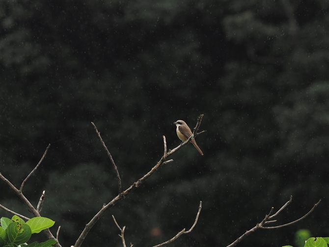 V}AJY,Brown Shrike