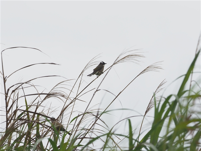 VKV,Light-vented Bulbul