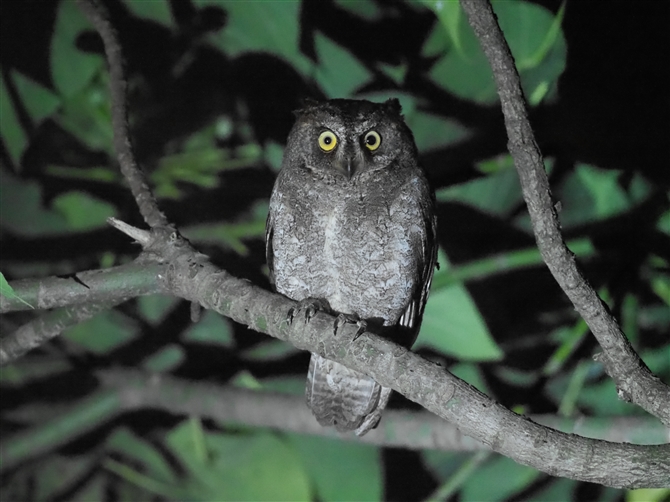 ELERmnYN,Ryukyu Scops Owl