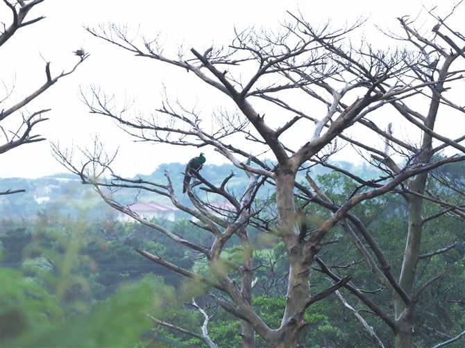 ChNWN,Indian peafowl 