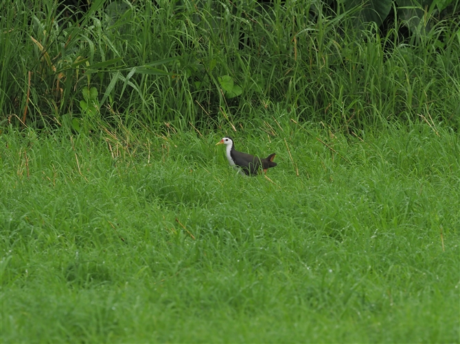 VnNCi,White-brested Waterhen