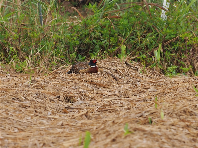 RECLW,Ring-necked Pheasant