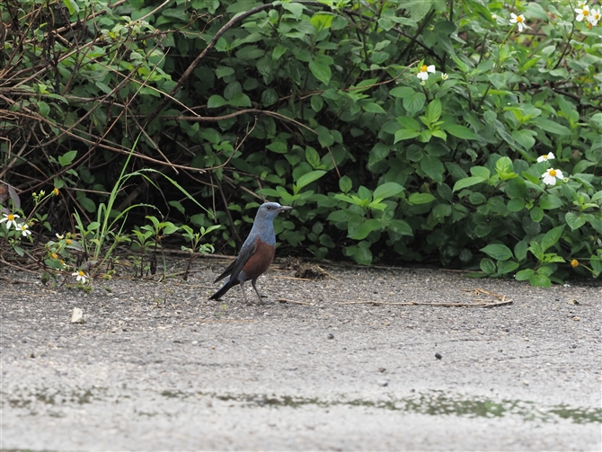 C\qh,Blue Rock Thrush