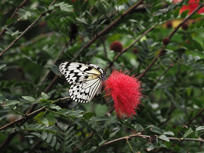 IIS}_,Tree Nymph Batterfly