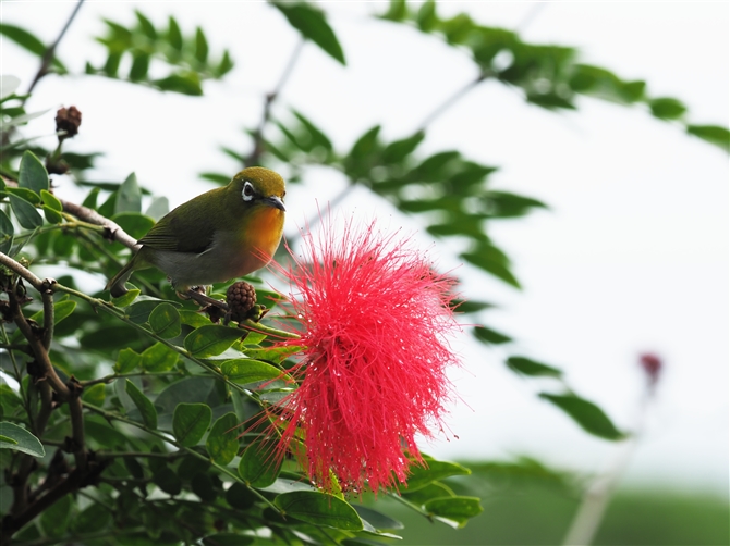 ELEW,Japanese White-eye