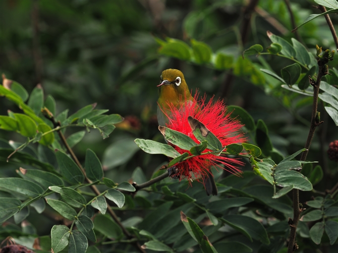 ELEW,Japanese White-eye