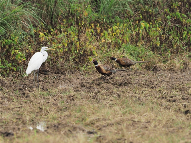 RECLW,Ring-necked Pheasant