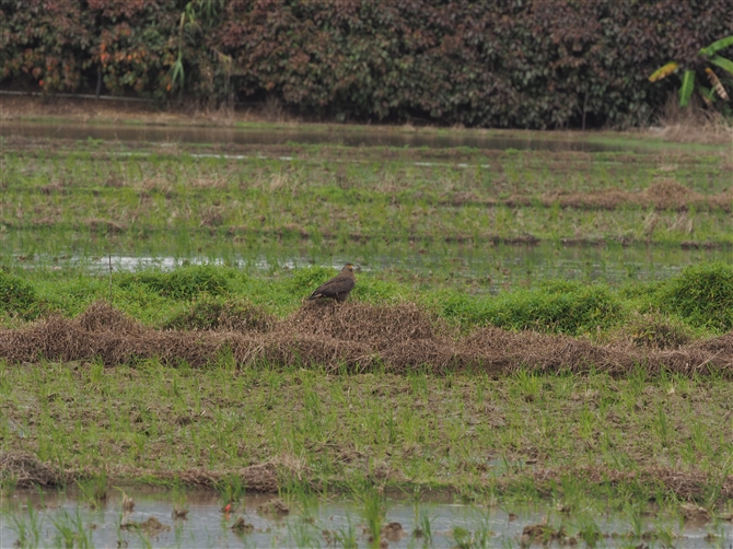 JV,Cresteed Serpent Eagle