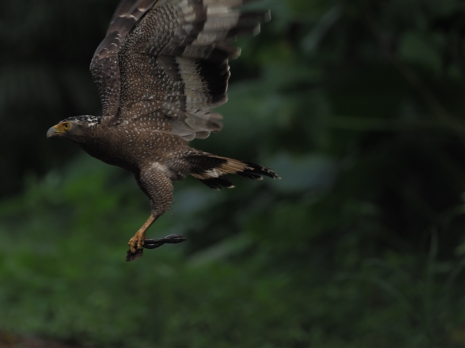 JV,Cresteed Serpent Eagle