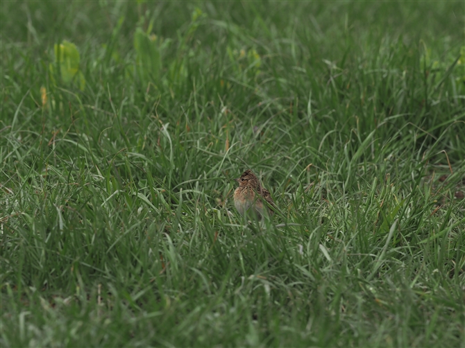 qo,Eurasian Skylark