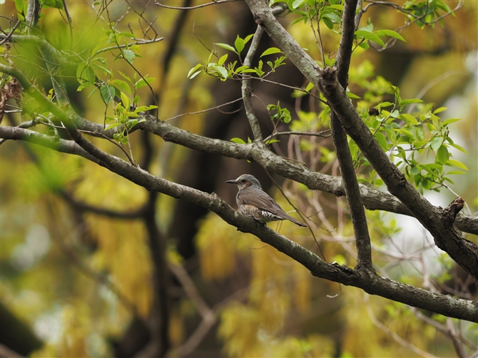 qh,Brown-eared Bulbul