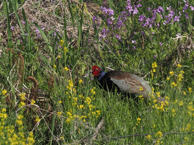 LW,Common Pheasant
