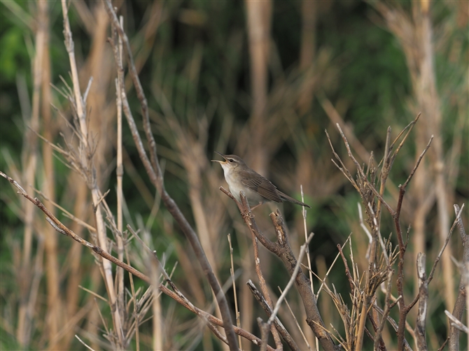 E`}ZjE,Styan's Grasshopper Warbler