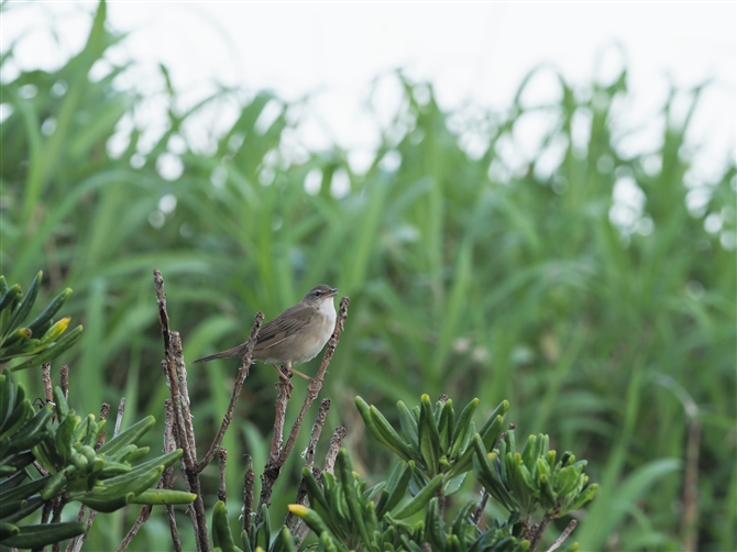 E`}ZjE,Styan's Grasshopper Warbler