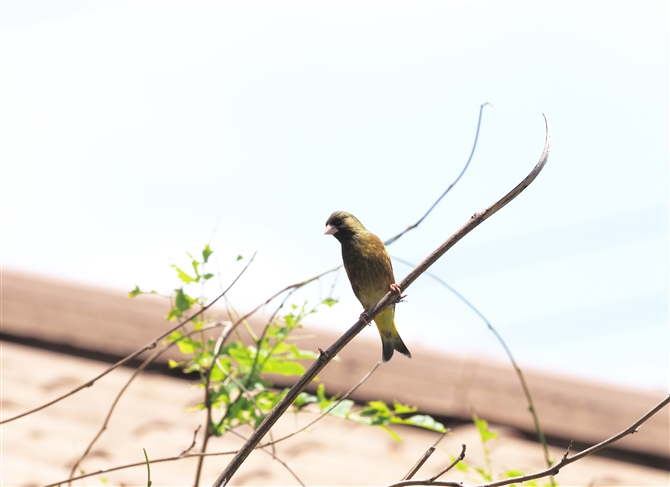 Jq,Oriental Greenfinch