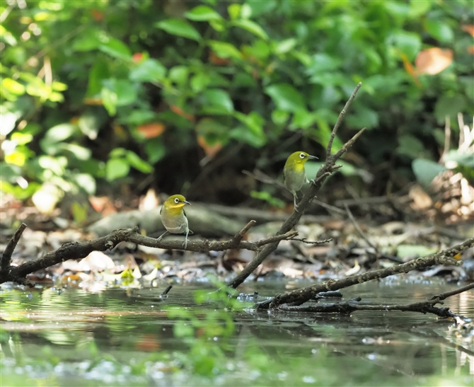 W,Japanese White-eye