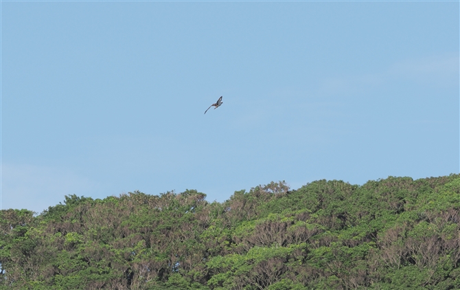 ~TS,Western Osprey