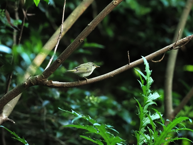 CCW}VNC,Iijima's Leaf Warbler