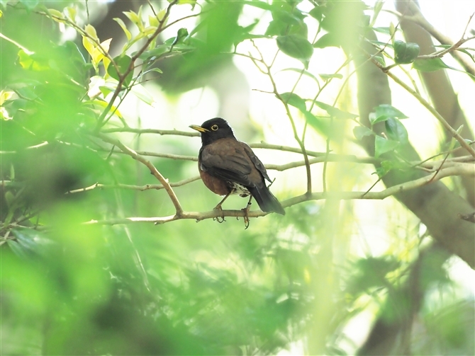 AJRbR,izu thrush