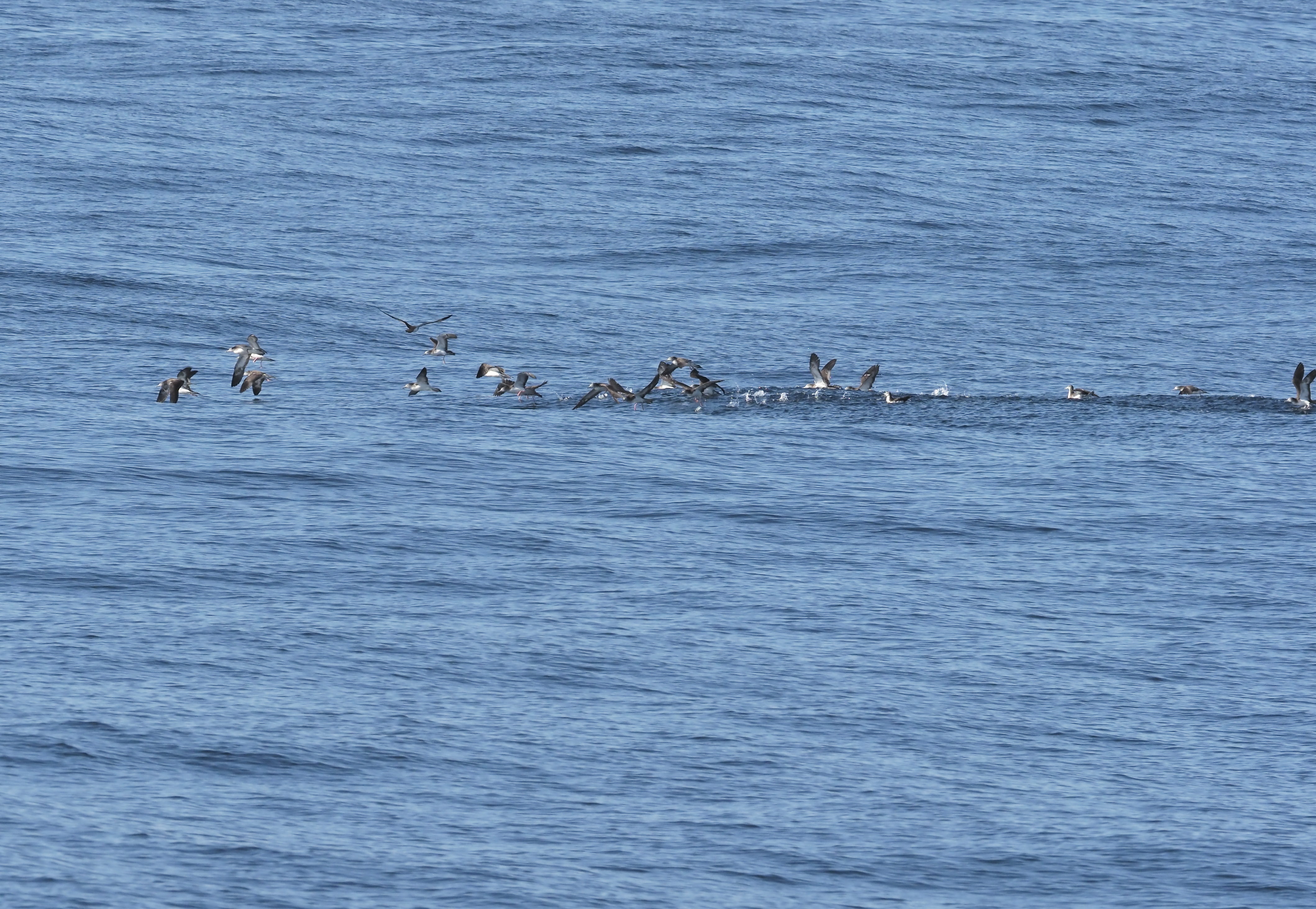 II~YiMh,Streaked Shearwater