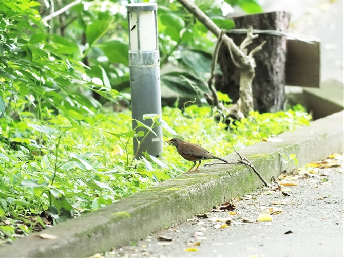 AJRbR,izu thrush