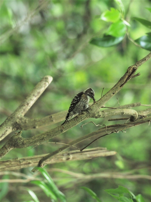 RQ,Japanese Pigmy Woodpecker