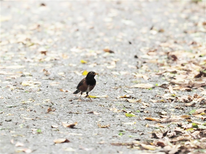 AJRbR,izu thrush