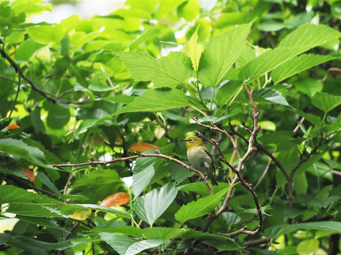 W,Japanese White-eye