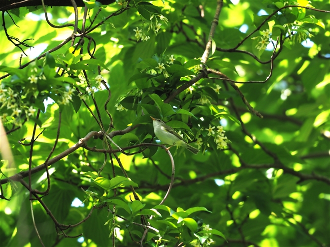 CCW}VNC,Iijima's Leaf Warbler