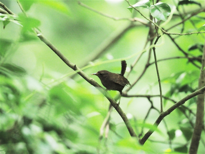 XP~\TUC,Eurasian Wren