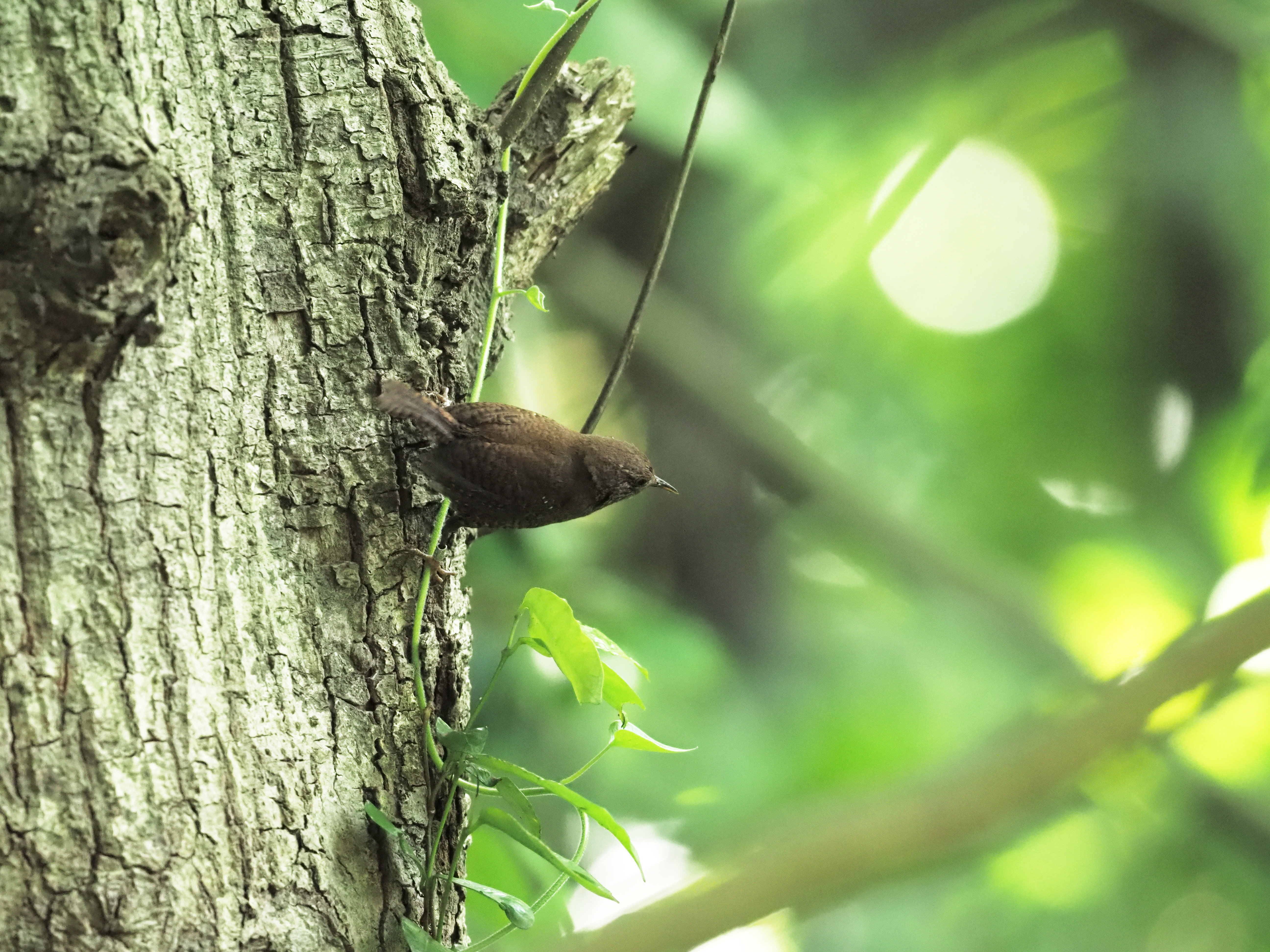 XP~\TUC,Winter Wren