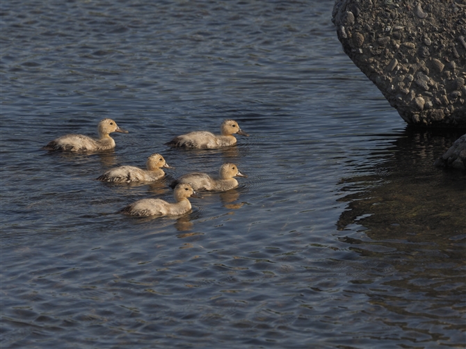 ACK,Domestic Duck