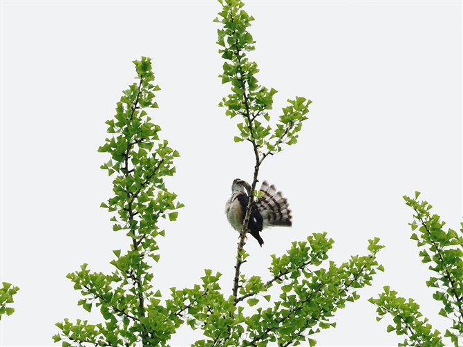 ツミ,Japanese Sparrowhawk