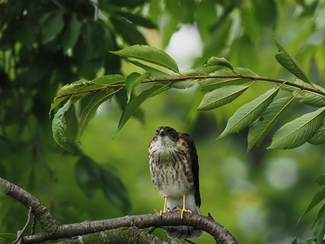 ツミ,Japanese Sparrowhawk