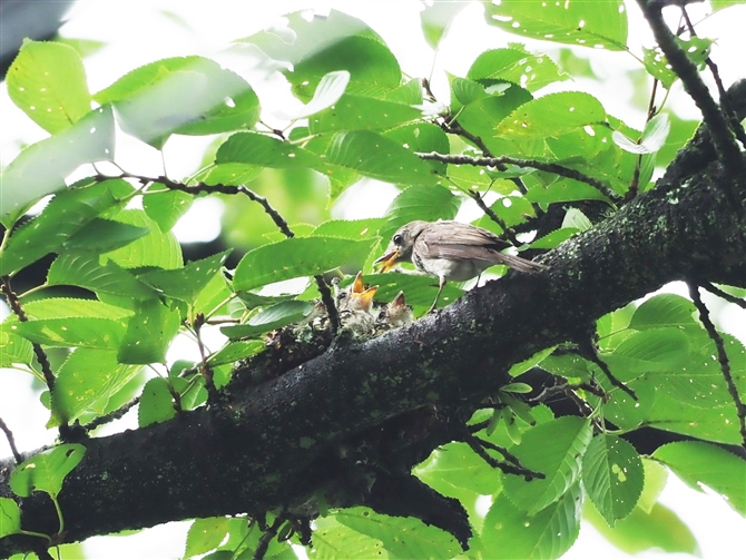 コサメビタキ,Asian Brown Flycatcher