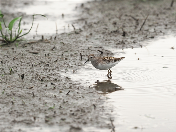 qoVM,Long-toed Stint