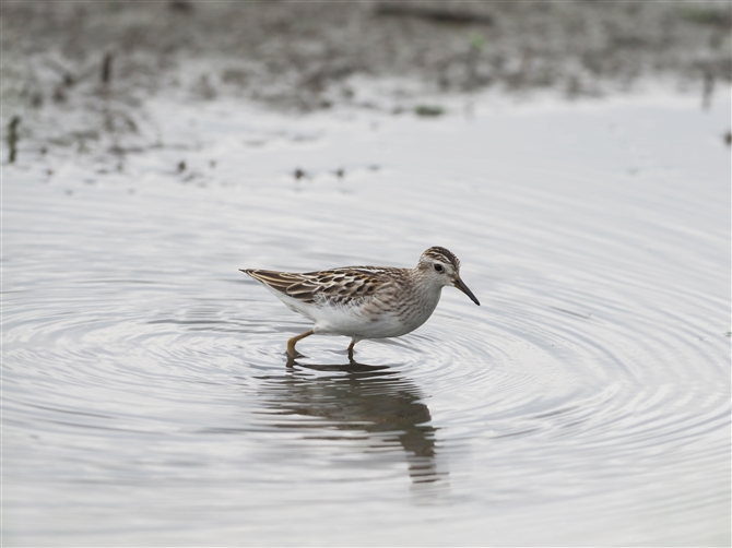 qoVM,Long-toed Stint