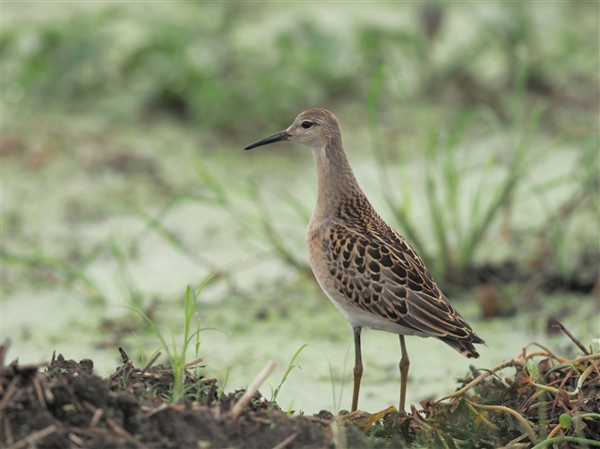 EYVM,Sharp-tailed Sandpiper