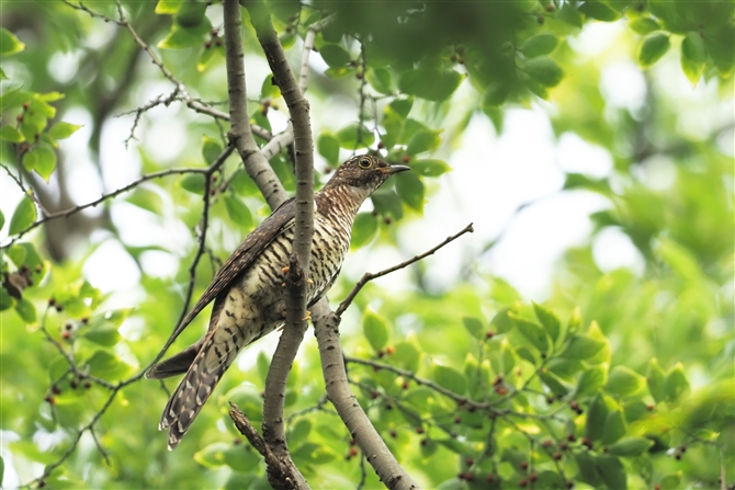 cch,Oriental Cuckoo