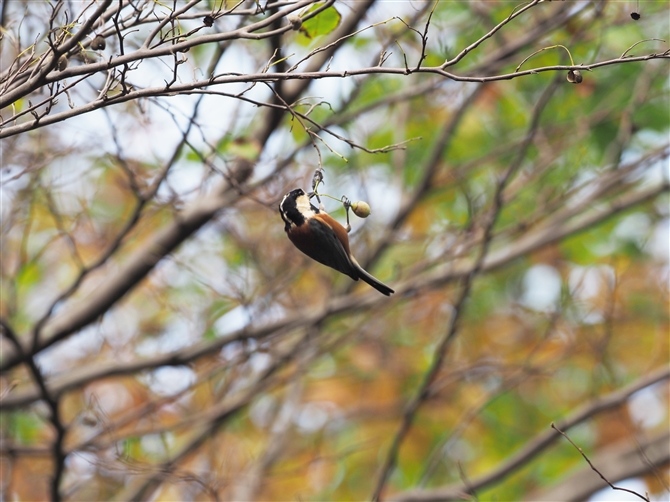 }K,Varied Tit