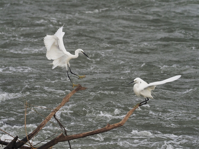 RTM,Little Egret