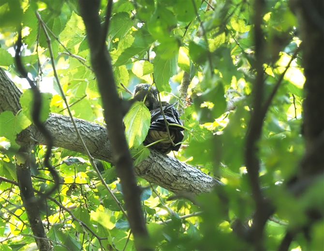 ^J,Jungle Nightjar