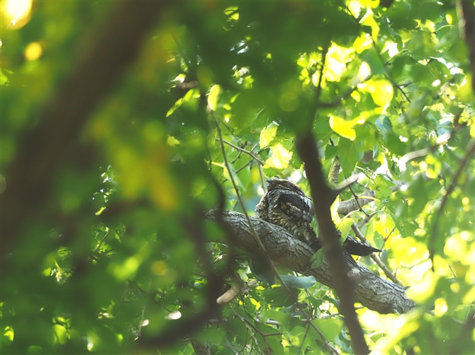 ^J,Jungle Nightjar