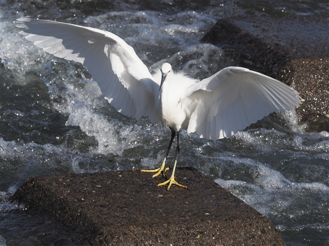 RTM,Little Egret