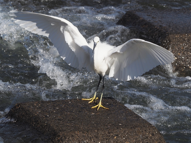 RTM,Little Egret